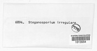 Steganosporium irregulare image